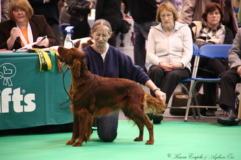 Crufts2011 343.jpg